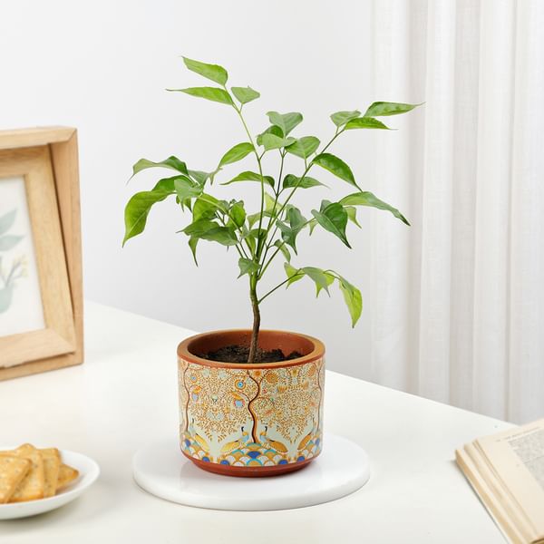 Rooted Retreat Radermachera Plant Gift