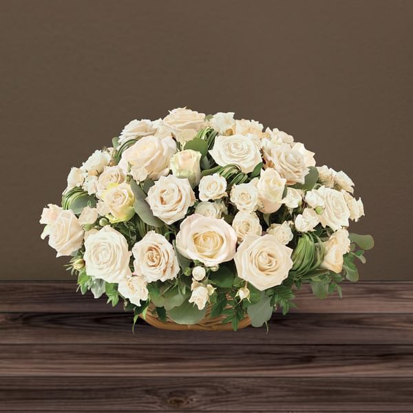 Rosae blanc