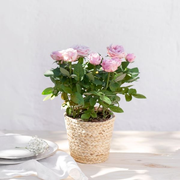 Rosier - Rosebush