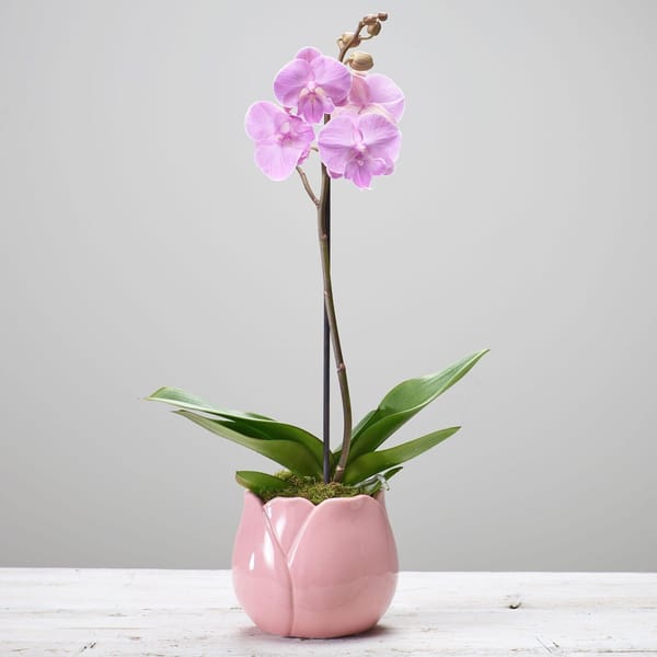 Single Plant.