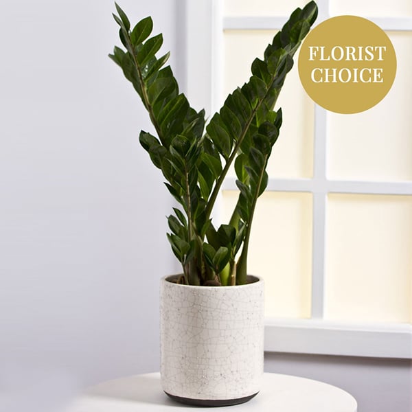 Single Plant: Order Flowers Online | Interflora India | ID1103647