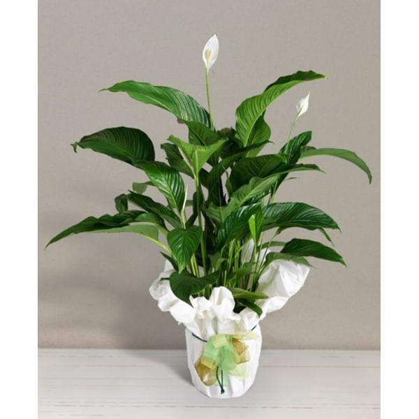 Spathiphyllum