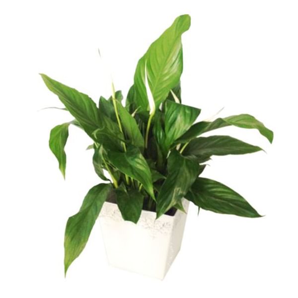 Spathiphyllum in ceramic vase (Subject to availability)