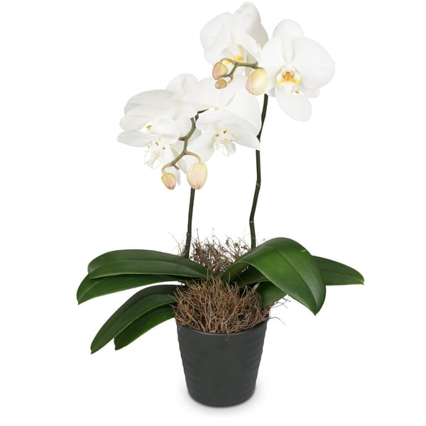 White Orchid Phalaenopsis