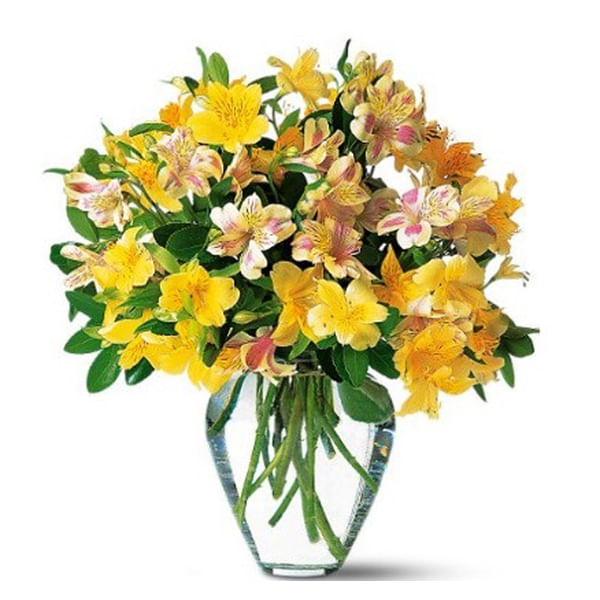 Yellow Sunshine Alstromeria