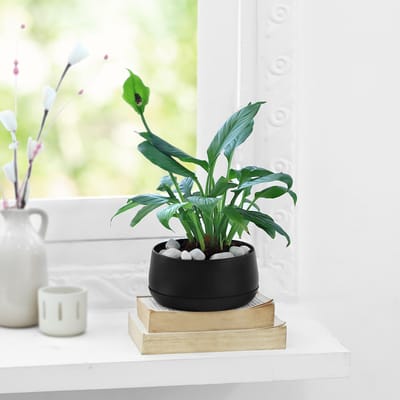 Peaceful Greens: Order Flowers Online |...