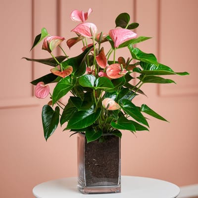 Pink Flamingo Flower in Vase: Order Flowers Online | Interflora