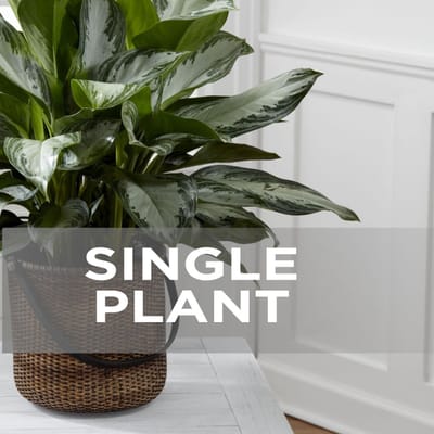 Single Plant: Order Flowers Online | Int...