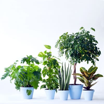 SP: Order Flowers Online | Interflora In...