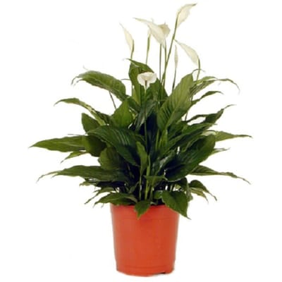 Spathiphyllum: Order Flowers Online | Interflora India | ID1377668