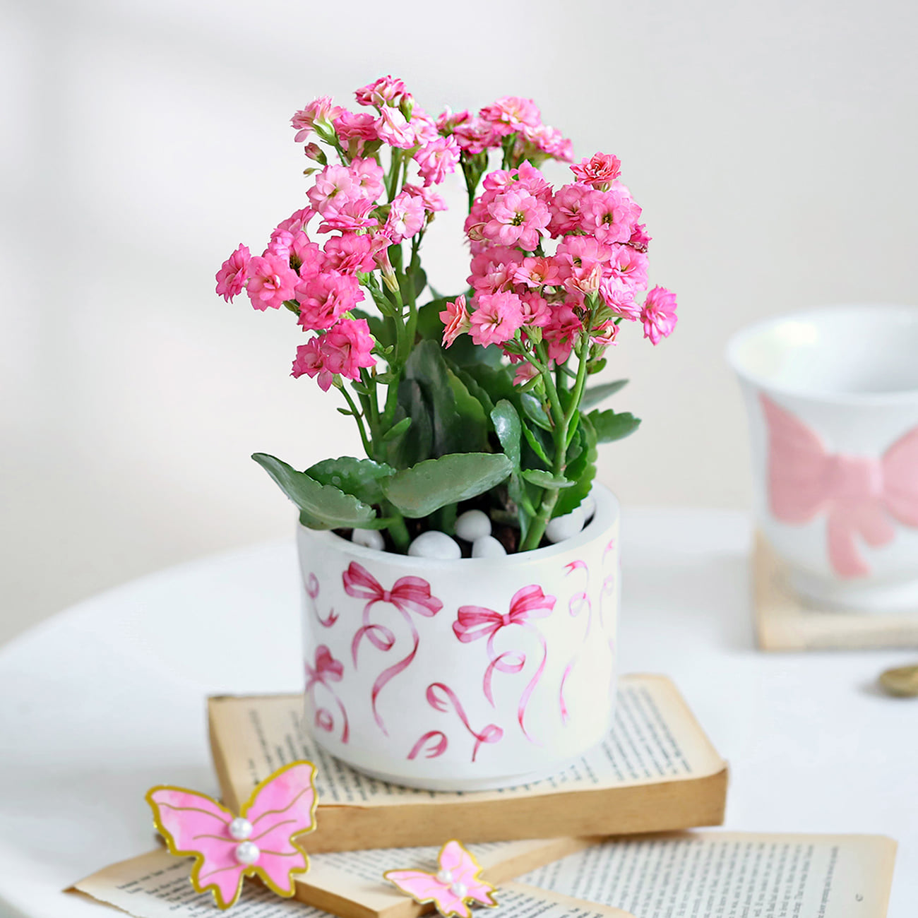 Kalanchoe Knots